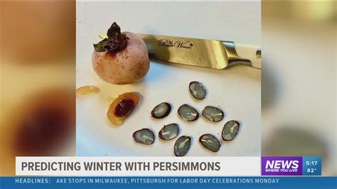 Persimmon Seed Predictions 2022 2023