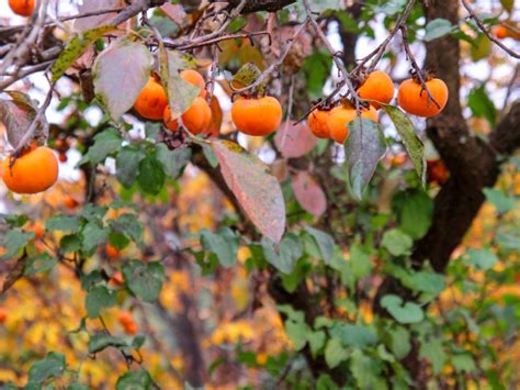Persimmon trees start fruiting in fall when the ripening starts and they become ready for harvesting. The primary variants, Asian and American, bear fruit in alternate years, therefore, a single tree might not yield two consecutive years. Moreover, a tree has to be 7-10 years old to bear fruits.. 