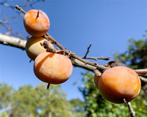 Common Persimmon is a large tree that is commonly grown for its edible qualities, although it does have ornamental merits as well. It produces orange round fruit (technically 'pomes') which are usually ready for picking from late summer to early fall.. 