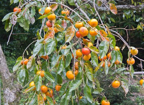 Persimmon wild. Things To Know About Persimmon wild. 