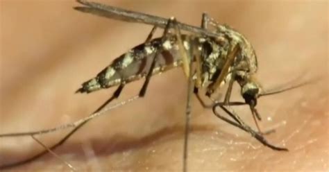 Person tests positive for West Nile virus in Santa Clara County