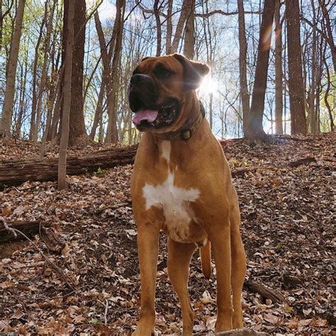 Personality Traits Of The Boxer Mastiff Mix: An Ideal Family Pet …