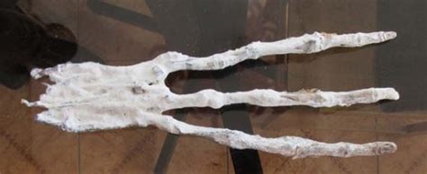 veodersti.rgarabwor.edu.pl. 