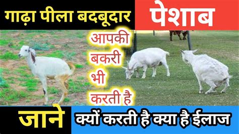 Pesab kare ganda. .  ...