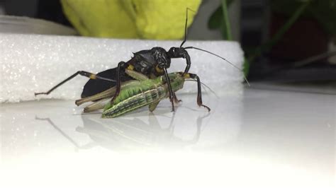Pest Control An Assassin Bug Thriller