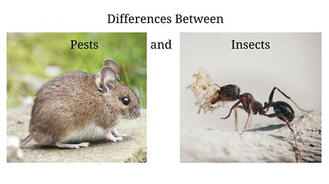 Pest Versus Pest