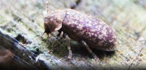 Pest advice for controlling Death Watch Beetle - BPCA