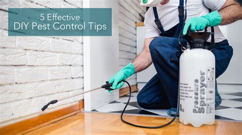 Pest control diy. Things To Know About Pest control diy. 