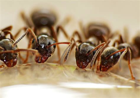 Pest control for ants. Ants are a common pest problem that can be a nuisance in your home, especially during the summer months. While chemical sprays and baits can be effective, they may not be the best ... 