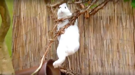 Pet Bunny Climbing a Tree - YouTube