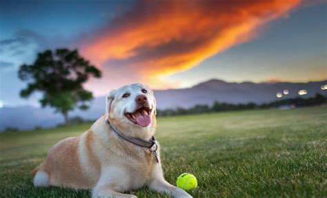 Pet Friendly Attractions in Colorado Springs