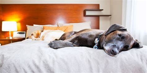 Pet Friendly Hotels in Robstown TX (+PET POLICIES)