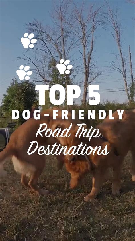 Pet Friendly York: Your Complete Dog Friendly Travel Guide!