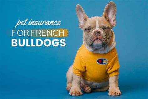 Pet Insurance For French Bulldog Puppy