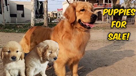 Pet Quality Golden Retriever Puppies