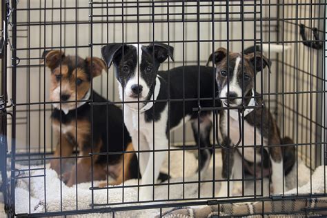 During the coronavirus lockdowns, people are looking to animals for comfort, adopting pets in record numbers and emptying shelters. Shortages are nothing new during the coronavirus.... 