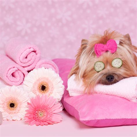 Pet and spa. Things To Know About Pet and spa. 