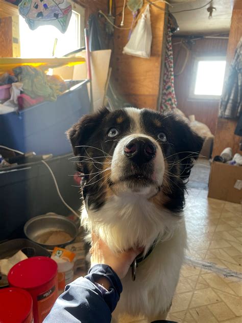 Pet arrives home, dog-tired, after Alaskan sea-ice odyssey