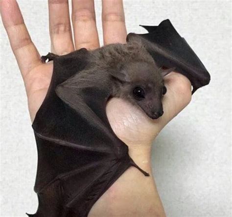 Pet bat. Bats make terrible pets. Bats are nocturnal, so a pet bat would not be sharing the same schedule with you. Bats are voracious. Bats can eat half their body weight a day! Bats need a lot of room. Many fly tens of kilometers each night searching for food. Any captive environment needs a lot of room to allow bats to fly. 
