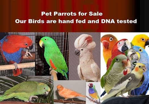 Pet bird breeders reviews. Things To Know About Pet bird breeders reviews. 