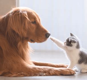 Pet classifieds syracuse. Browse search results for Pets and Animals for sale in Rochester, NY. AmericanListed features safe and local classifieds for everything you need! 