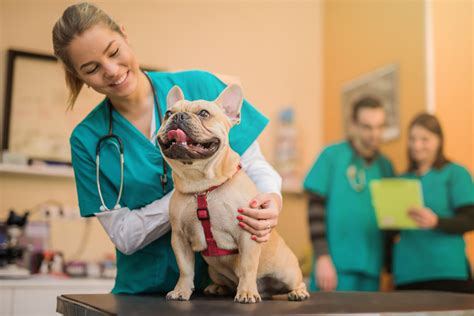 Clinic Job Opportunities. Doctor checking a dog. Student Opportunities · Vet with Kitten · Work With Us. Dog Animation. Career Opportunities. Loading image .... 