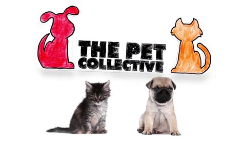 Pet collective. Things To Know About Pet collective. 