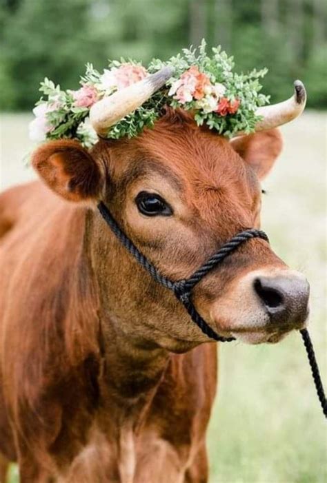 Pet cow. Go to the breeder prepared. Buy the cow only when you’re confident. Don’t allow the new pet to graze outside. Ensure it has fresh pasture regularly. … 