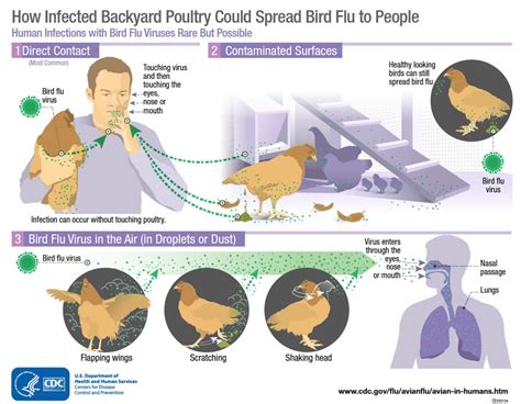 Pet dog infected with avian flu but risk to public is low, federal government says