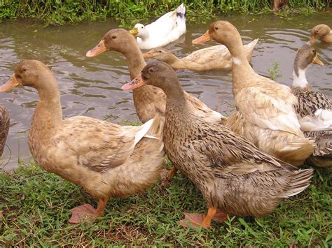 Browse our selection of Pekin ducks for sale. Pekins are a pure white duck they are a large, hardy breed with excellent egg production if managed properly. Pekins are the most common domestic duck often used for meat at 40 days of age at a live weight of seven pounds. Pekins can produce one pound of live weight from 2.5 pounds or less of feed.. 