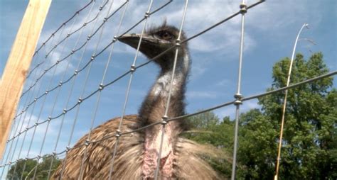 Pet emu escapes, becomes local sensation in Indiana