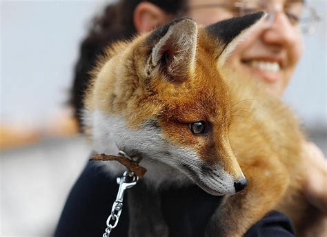 Pet fox. Things To Know About Pet fox. 