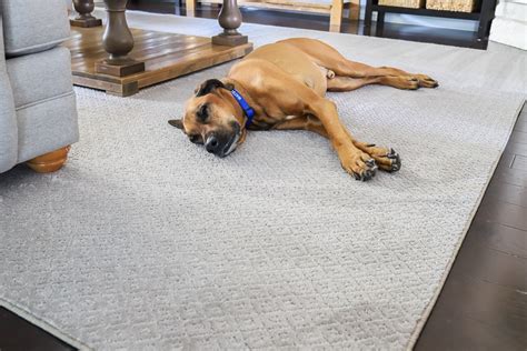 Pet friendly carpet. The pet-friendly rugs are made to be extremely durable even under high-traffic conditions, and are easy to clean. Final Verdict for a great selection of well-certified rugs (and the … 