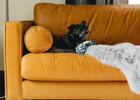 Pet friendly furniture. Consider using an all-natural spray on a sofa that you may not want a pet to touch. "Use a citrus spray, or place some citrus skin around sides, back, and arms of a sofa," Wojciechowska says. "Cats are not very fond of citrus, so this can be a great deterrent." You can even check with a local upholstery cleaner, she says, as some have … 