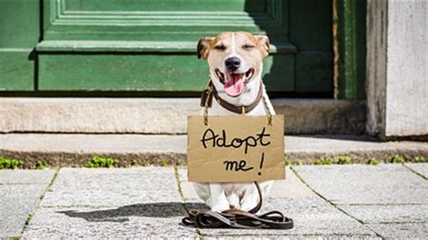 Pet friendly homeless shelters near me. Things To Know About Pet friendly homeless shelters near me. 