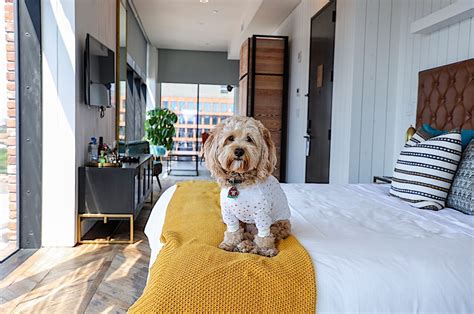 Pet friendly hotels nyc. Embark on a tour of the amenities at The Westin New York Grand Central. Dogs are welcome to join you in Manhattan at our pet-friendly hotel. 