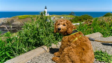 Pet friendly oregon coast. Fort Stevens State Park Campground at the Oregon Coast. Camping sites: 300 electrical sites with water, 15 rustic yurts (7 pet-friendly), 11 deluxe cabins (5 pet-friendly) Fees: $32-$35 for full hookup sites, $22 for tent site, $54 for yurt, $64 for pet-friendly yurt, $98 for delux cabin, $108 for pet-friendly cabin. 