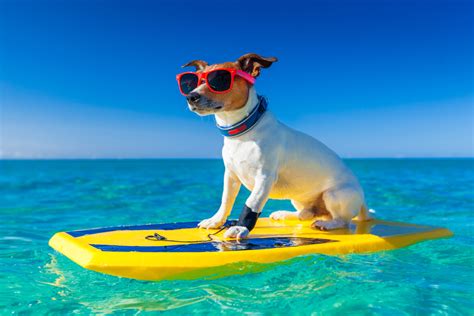 Pet friendly places to stay. Things To Know About Pet friendly places to stay. 