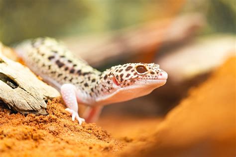 Pet gecko lifespan. Species Overview. Common Name: Leopard gecko. Scientific Name: Eublepharis macularius. Adult Size: 8 to 10 inches including tail. Lifespan: 20 or more years in captivity. The Spruce / … 