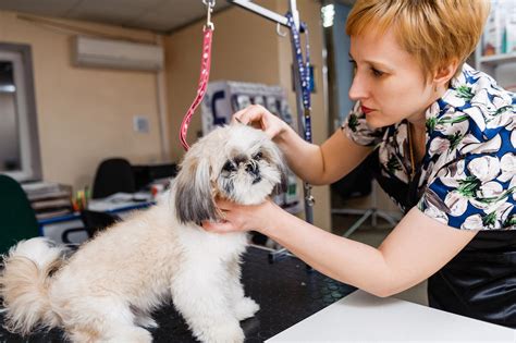 Pet groom. Licensed Groomers. We are family owned and operated and offer our services 7 days a week. Our staff is fully licensed and certified to groom your pet. Bring your pet to us and let us pamper them! Contact us to schedule an appointment. Learn More. 