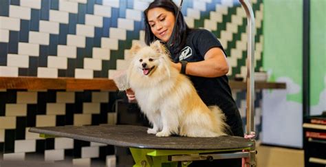 Pet groomer Jobs in Scottsdale, AZ, March 2024 Glassdoor