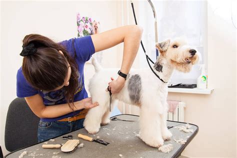 Pet grooming and boarding in Langenhagen, Lower Saxony