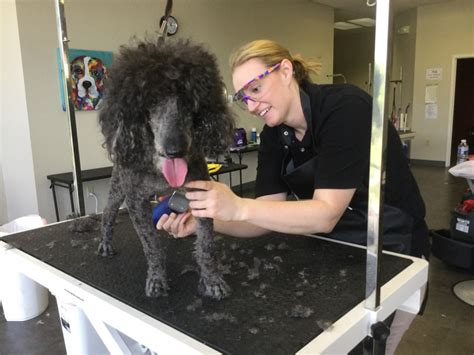 Pet grooming schools near me. The Tuition of $7,500 will be four and a half months, four days a week from 8:30 a.m. to 4:30 p.m.. ) Some Saturdays will be required near the end of the training. An additional equipment fee of $1,100 will cover all basic grooming equipment for the course. All necessary equipment for grooming training; For example, clippers, scissors, blades ... 
