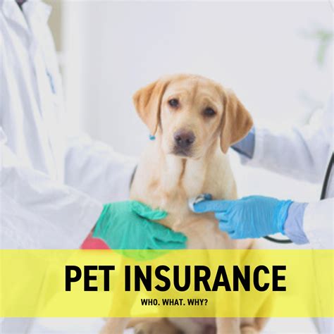 The 8 Best Pet Insurance Companies for November 2023. Embrace, Figo and Pets Best top our list of the best pet insurance companies. By Sarah Schlichter. Updated Nov 20, 2023. Edited by Caitlin .... 
