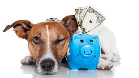 Pets Best has the cheapest pet insurance policies at $