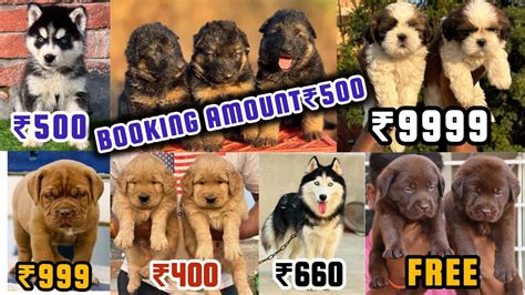 Pet market in delhi with price. .  <a href=https://volkswagen-gomel.by:...