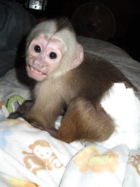 Marvelous Capuchin Monkeys for Sale. Capuchin monkeys. Top quality monkeys, 19 weeks old, very healthy. All health records available. Welcoming, playful and very social. Will make your family best companion. $300 each. If interested contact me for more information and pictures.Call or text at (xxx) xxx-xxx2 .. 