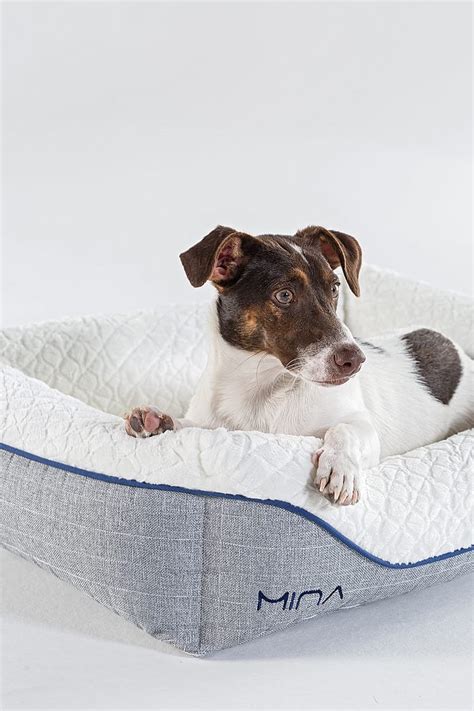 Pet nest. Nesting or the nesting instinct is typically defined as the motherly drive of a pregnant dog to prepare a safe location to have her puppies. That can mean dragging blankets to a new place ... 