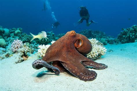 Pet octopus. Octopuses are part of a mysterious and misunderstood group of invertebrates called cephalopods, which includes squid, cuttlefish, and nautiluses. Cephalopod means “head-footed,” and when you look at an octopus you can immediately appreciate why. Octopuses are efficient predators living almost exclusively on live foods. 