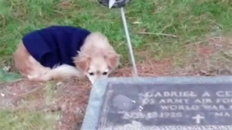 Pet owner leaves deceased dog on the sidewalk